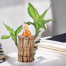 Yo Green Lucky Brazilian Wood Bamboo for Living Room - Healthy Indoor Feng Shui Plant, Low Maintenance, Air Purifying, Home Decor (Plant with Little Buddha)-image-29