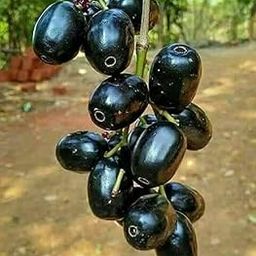 Black Jamun Plant Fruit Pack of 1 Healthy live plant-image-70