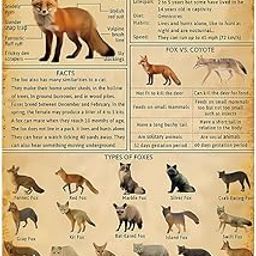 YOYI ART Fox Knowledge Sign-image-67