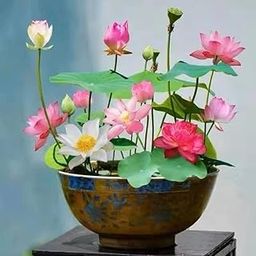 Japani Lotus Seeds – Grow in Water Pots – 30 PCS-image-43
