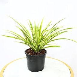 Nayra Live Spider Plant Indoor Plant with Black nursery Pot |Small Plant With Pot-image-1