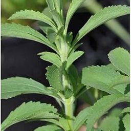Sweet tulsi seeds || Seeds for stevia tulsi || 90 seeds-11