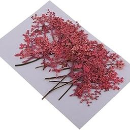 VELURA 12x Natural Pressed Real Dried Flower for Card Making Decoration Pink|Dried Flowers| Home Arts & Crafts |Crafts-image-35
