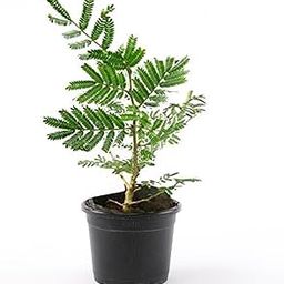 Kalfo Real Sami Medicinal Plant with Pot Sanidev Shami Pooja Plant Sami Plant for Home and Garden Prosopis Cineraria Plant Shami Plant with Plastic Pot-image-34