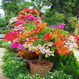 Bougainvillea plant live mixed color || Pack of 2 Boganwel flower plant-image-69