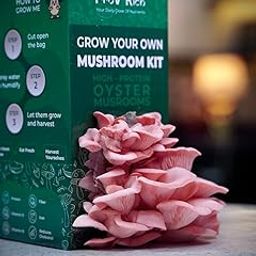 ProV Rich Pink Oyster - for Indoor / Home - Mushroom Grow Kit-image-48