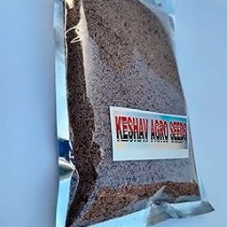 Isabgol seed-23