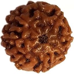 ShivTantar 8 mukhi Rudraksha Natural Bead & Certified, Astrological Eight Mukhi Rudraksha Bead/Faced Rudraksha | Positive Effect | Unisex Both for Men & Womenx18-picture-13