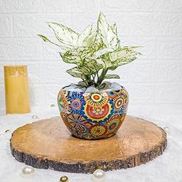 Floral Boutique Aglaonema Snow White Plant in Mandala Metal Plant Pot |Indoor Plants for Home|Live Plants with pots | House Warming Gifts | Plants for Home | Same Day delivery-image-19