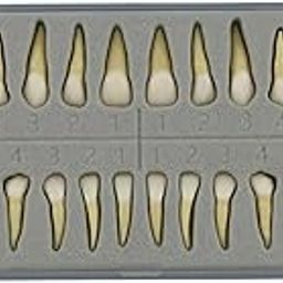 Dentalmall 1 Box Dental Model Teeth Model 28 Pcs 1:1 Full Permanent Teeth M7021-image-40