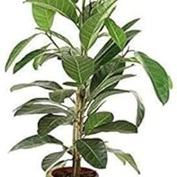 Urantex� Goolar Udumbara Cluster fig Heibong Paidi Umber Atti Rumadi Dimri Gular Dumri Ficus racemosa Sapling plant in Eco friendly bag-image-8