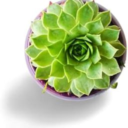 OhhSome Succulent Plant Lotus Live Sempervivum (Lakshmi Vishnu Kamal/Roof Houseleek/Thunder Plant) Container Planting For Gifting Purpose |Indoor Plant| (Healthy-image-22