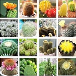 50+ SEEDS- Cactus Seeds For Planting Rare Succulent Cacti Seeds For Planting, Diy Ornamental Plant, Non-Gmo Open Pollinated Seeds Pack-image-76