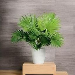 Oxygen giving indoor plants for living room,Indoor Outdoor Decoration Natural Live A Big Size "China Palm Plant" Tree (Pack of 1 With pot) ||Chinese Fan Palm For Home Garden Tree Outdoor indoor plant-image-52