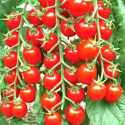 Tomato Seeds "Hybrid" High Germination "Red Cherry Tomato" Vegetable Seed, Hybrid Seeds Best For Home Gardening And Kitchen Gardening (Red Cherry tomato)-image-6