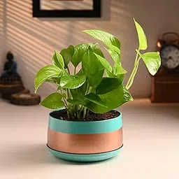 FlowerAura Air Purifying Live Indoor Money Plant In Trendy Metal Pot For Living Room, Balcony, Bedroom, Home/Office Decor, Birthday Gift, Anniversary Gift, Diwali Gift (Same Day Delivery)-picture-17