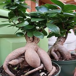 Guruji Plantation Ficus Ginseng Indoor and outdoor Bonsai Live Plant/Tree 7 Years Old With black pot (Pack of 1 Healthy Live Plant)-image-49