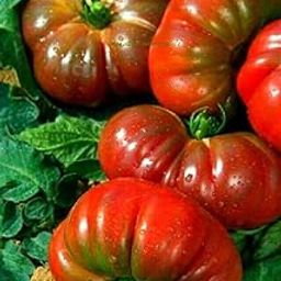 Heirloom Beefsteak Tomato Seeds, Large Red Ribbed Variety, Fresh Garden Vegetable pack of 200plus-image-56