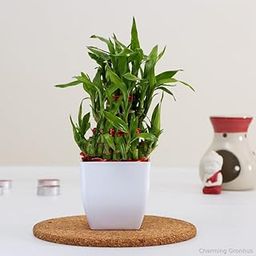 Charming Gronhus 3 Layer Lucky Bamboo Plant in Plant Pots, Ideal Indoor Live Plants for Living Room, Plant pots for Home Decor, Small Plants for Office Desk Original with Black Plastic Pot-image-56