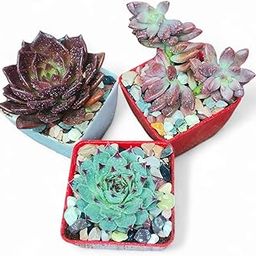 MVM e-comerce Succulent Plant Live Combo, Set of 3 With Pots-image-20