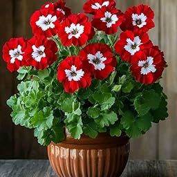 Oakwood Farms® Geranium Flower Seeds Imported variety for Home and Gardening Pack of 30 to 40 seeds (RED WITH CENTER WHITE)-image-121