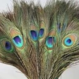 Pack of 12 Decorative Feathers (45-50 Peacock Feather)-image-39