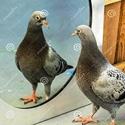 Combo Pack of 4 (15cmx20cm Squire) Self Adhesive Acrylic unbreak able Anti-Pigeon Mirror – Scare Away Pigeons & Birds Naturally | Weatherproof Repel Pigeons-30