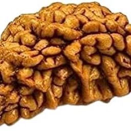 Venus Gems Gallery Amazing 1 Mukhi Rudraksha Original Certified Half Moon Rudraksha One Faced Ek Mukhi Kaju Dana Ekamukhi Mahadev Bead for Puja & Wear नेपाळी ऋद्राक्ष एक मुखी 1 मुखी रुद्राक्ष महादेव-image-55