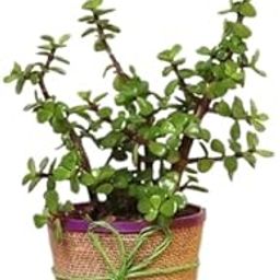 Jade Plant With Jute Pot-image-39