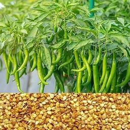 ATIRDA High-Yield Hybrid Chilli Plant Seeds – Perfect for Terrace, Balcony, and Organic Farming | Pack Of 100 Seed-image-50