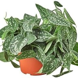 Satin pothos Air purifying Live Plant Indoors, outdoor for Living Room, Table Corner, Balcony, Office,Bed room/Home Decoration pack of 1-image-44