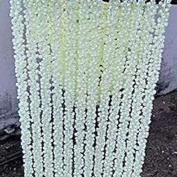 Nutts Artificial Heavy Mogra Jasmine Garlands, White, Pack of 12-image-38