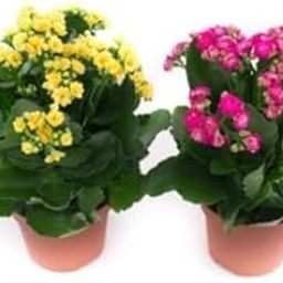 Guruji Plantation Real Live 2 Healthy Kalanchoe Grafted Double Petal Flower Indoor Plant Fresh Succulent Variety for Office, Home and Garden with Pot (Yellow & Pink)-image-16