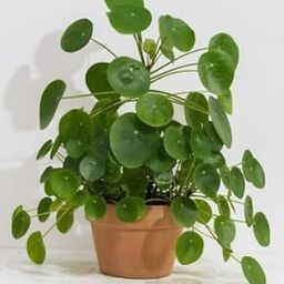 NDS Plants Chinese Money Plant Pilea Peperomioides Indoor Plant Live pack of 1 With Black Pot 4 Inch Size-image-15