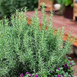 Guruji Plantation Murraya Paniculata Live Plant in Pot – Sweet Scented Orange Jasmine for Home Garden(Pack of 3)-4