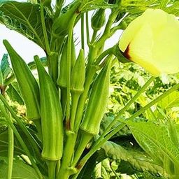 Lady finger seeds hybrid all seasons || 60 seeds-image-61