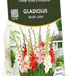 LIVE GREEN Gladiolus Double Mix Flower Imported (Pack of 30 Bulbs) (PL-0SEED23)-image-2