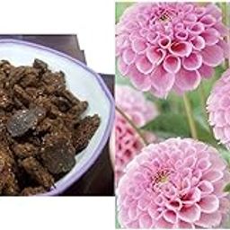 Creative Farmer Natural Fertilizer Neem Cake for Herbs (1 Kg) & Creative Farmer Dahlia Pompon Rose Flower Seeds-picture-19