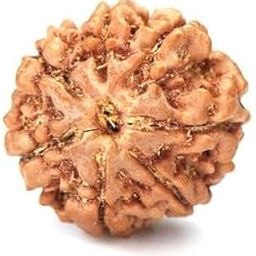 TRINETRA GEMS STONE सात मुखी रुद्राक्ष For Make Pendant Genuine 7 Mukhi Rudraksha Natural From Nepal Superb Brown Sat Mukhi Rudraksha IGL Lab Certified Blessed Lord Lakshmi Seven Face Rudraksha-13