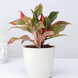 Lipstick plant, Indoor pink-reddish plant leaf pack of 1 big plant-image-10