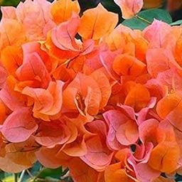 Creative Farmer Live Flowering Plant Bougainvillea Creepers The Vibrant Small Compact/Bushy Shrub Plants For Home Garden Plant(1 Healthy Live Plant) (PLANT-39-OBOGAN31ll@)-image-55