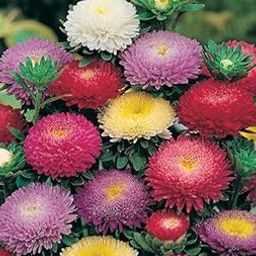 Aster Seeds For Gardening pack of 50 seeds-image-89