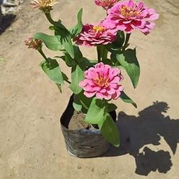 Zinnia (any colour) in 6 Inch Nursery Bag-image-75