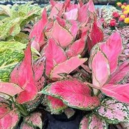 Aglaonema Pink Star Indoor Plant, 30-60 cm, Variegated Pink and Green Leaves, Live Potted Houseplant-image-3