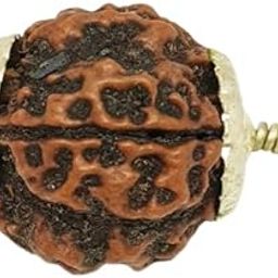 BluDiamond 4 Mukhi Rudraksha Nepali Brown Bead Four Mukhi Rudraksha 4 मुखी रुद्राक्ष Char Mukhi Rudraksha Original IGL Certified चार मुखी रुद्राक्ष Four Mukhi Rudraksha Natural 4 Face Rudraksha-picture-46