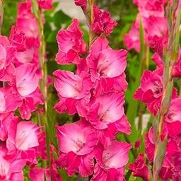 Plantogallery Gladiolus Flower Bulbs For Garden (Fairytale Pink 1pc)-image-10