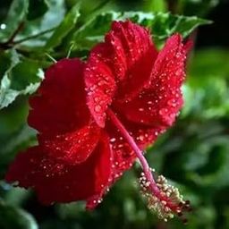Lal Gudhal Flower Plant/Red Hibiscus Pack of Live plant/Desi Gudhal Live Flower Plant/Desi Red Hibiscus with 4inch pot-image-41