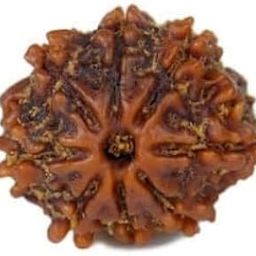 MAA SHAKTI GEMS 8 मुखी रुद्राक्ष Natural Brown Aath Mukhi Rudraksha Nepali Beads For Make Pendant Mala Eight Face Rudraksha IGL Lab Certified Genuine Round 8 Mukhi Rudraksha For Women-15