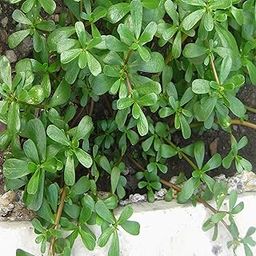 Kulfa Purslane pack of 25 seeds-picture-30