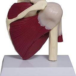 LABZIO Adult Human Shoulder Joint Anatomical Model with Muscle and Highly Detailed Muscular Bone Anatomy with Key Card | Perfect Replica for Medical Students, Doctors and Professional Training-picture-21